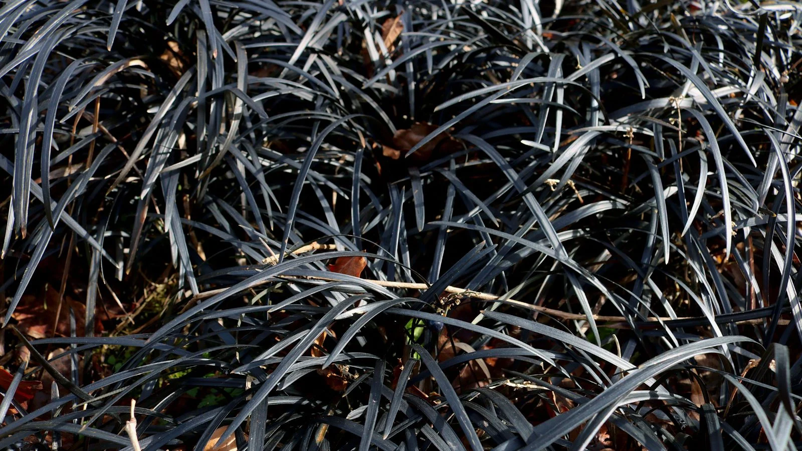 Здорові рослини офіопогону плоскострілкового 'Нігресценс' (Ophiopogon planiscapus ‘Nigrescens’), що виглядають чорними під рясним сонячним світлом, вічнозелена ґрунтопокривна рослина