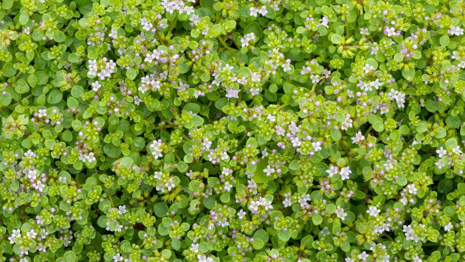 Здорова і густа рослина м'яти корсиканської (Mentha requienii), що виглядає яскраво-зеленою з округлим листям, цвіте крихітними квітами білих і рожевих відтінків, вічнозелена ґрунтопокривна рослина