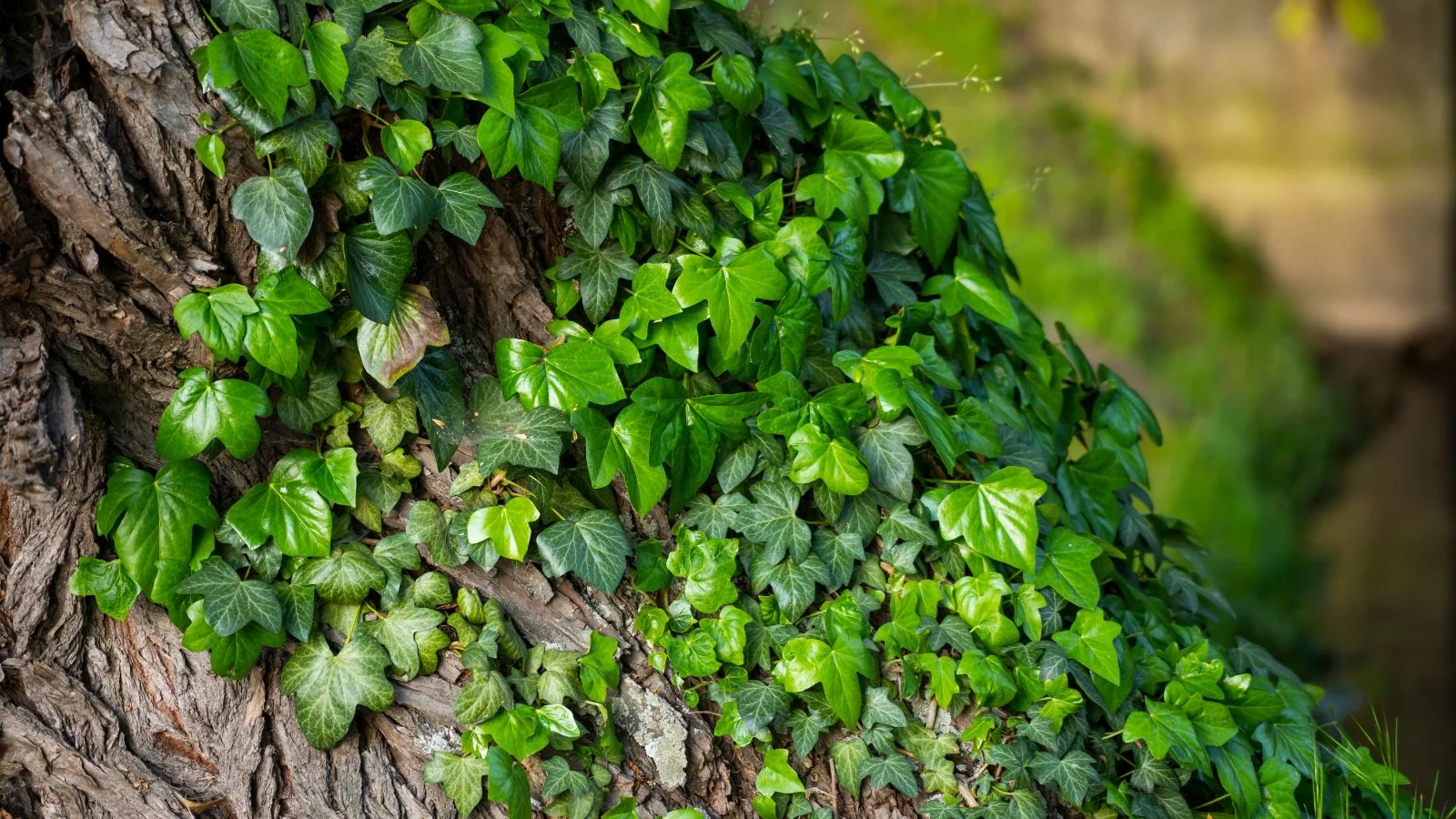 Ділянка яскраво-зеленого плюща звичайного (Hedera helix) з незліченною кількістю листя, що покриває частину дерева, вічнозелена ґрунтопокривна рослина