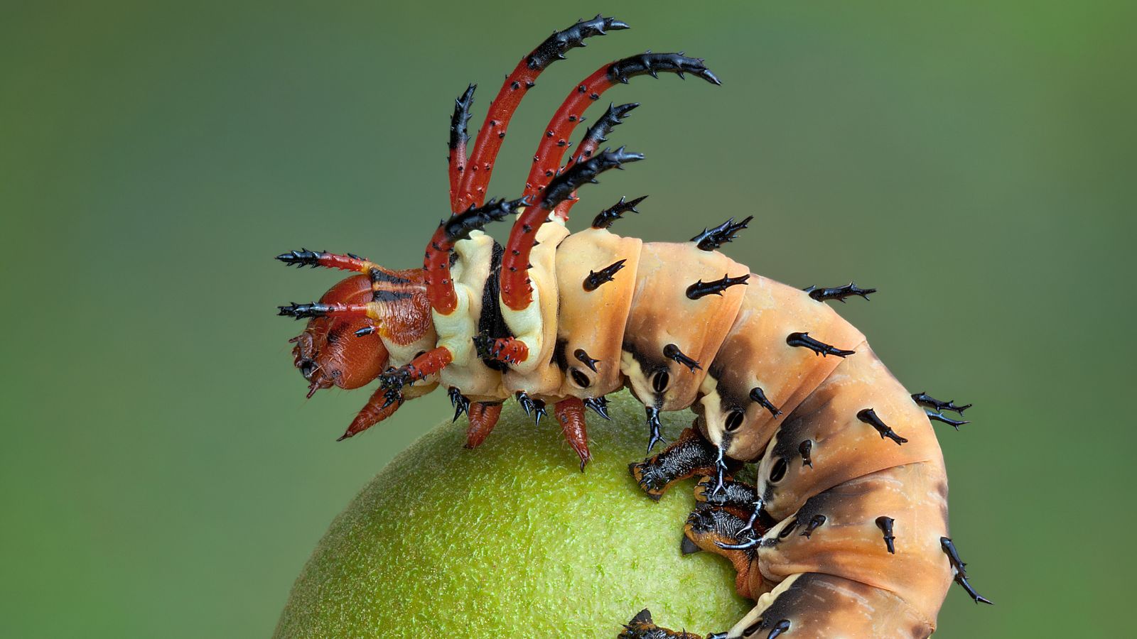 Крупний план гусениці Hickory horned devil на гілці хурми.