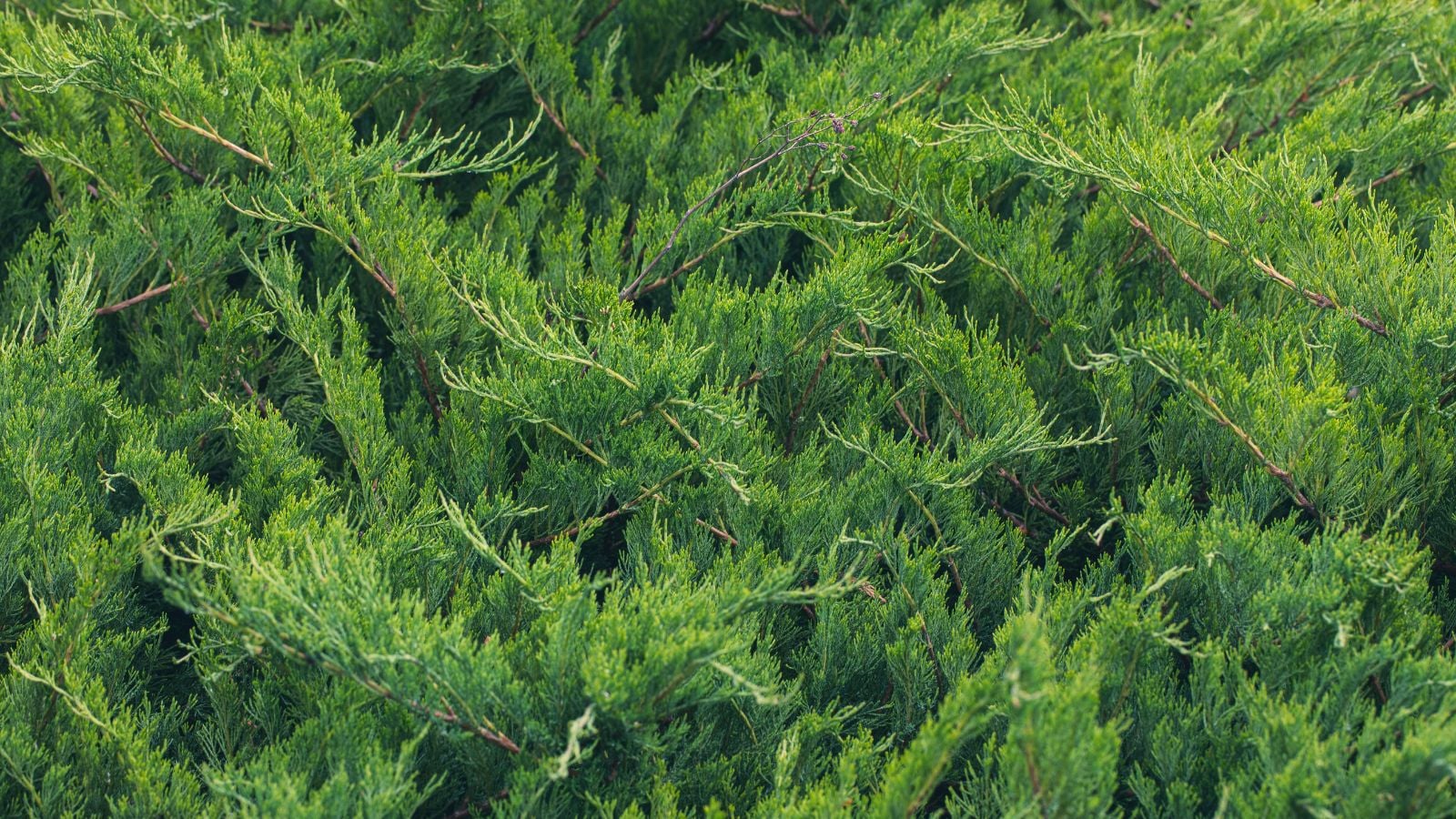 Здорова і густа рослина ялівцю сланкого (Juniperus horizontalis) з яскраво-зеленим листям і злегка дерев'янистими гілками, що покривають ділянку, вічнозелена ґрунтопокривна рослина