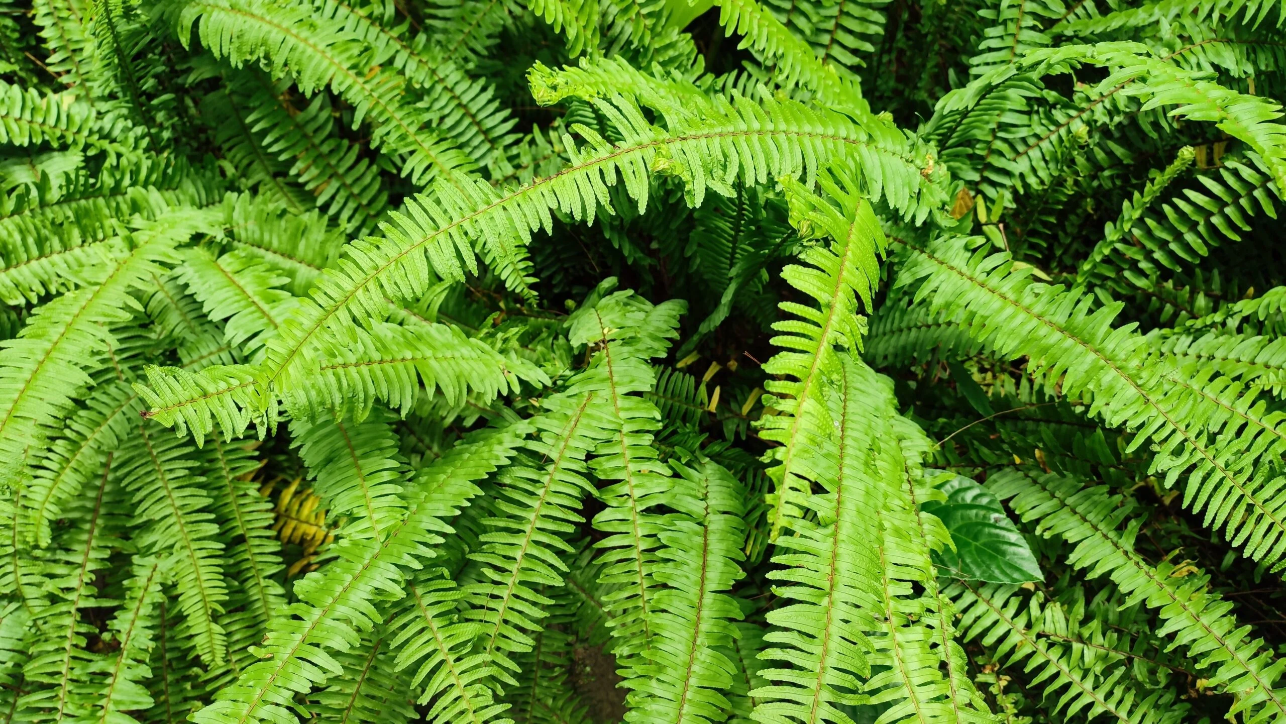 Пишна рослина багаторядника серпоподібного (Polystichum acrostichoides) зі здоровим і яскраво-зеленим листям, складеним одне на одне під сонячним світлом, вічнозелена ґрунтопокривна рослина
