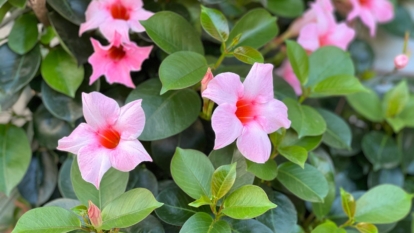 Рослина роду Mandevilla з яскраво-зеленим листям та рожевими квітами у формі сурми, ідеальна для вирощування дипладенії