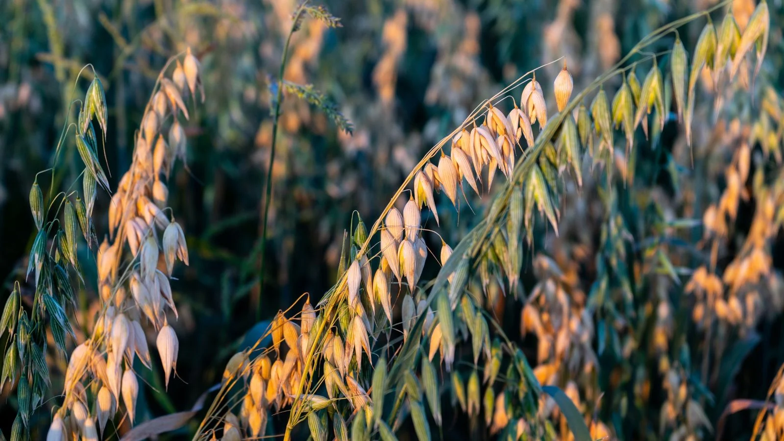 Ділянка, вкрита вівсом (Avena sativa), деякі рослини дозрівають, змінюючи колір із зеленого на коричневий, готуючись до збору врожаю. Збір врожаю вівса.
