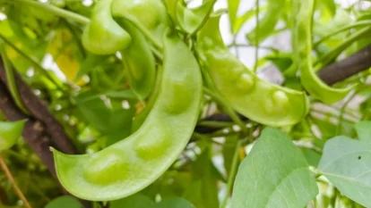 Здорова та сильна рослина квасолі ліма (Phaseolus lunatus) з численними зеленими стручками, оточена пишним листям
