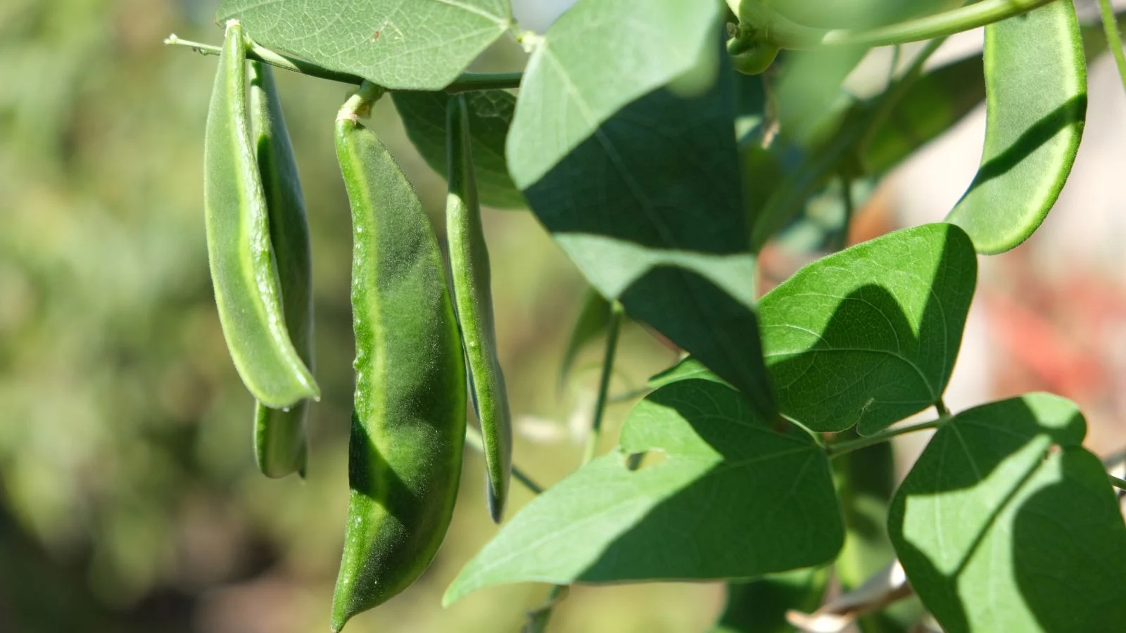 Квасоля ліма (Phaseolus lunatus) під яскравим теплим сонячним світлом, з яскраво-зеленими стручками та листям