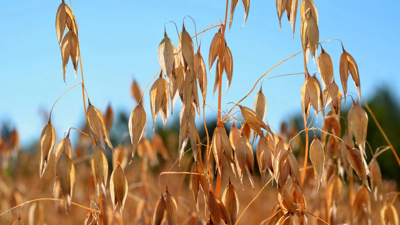 Дозрілий овес (Avena sativa) виглядає сухим і коричневим. Догляд за вівсом: світло.