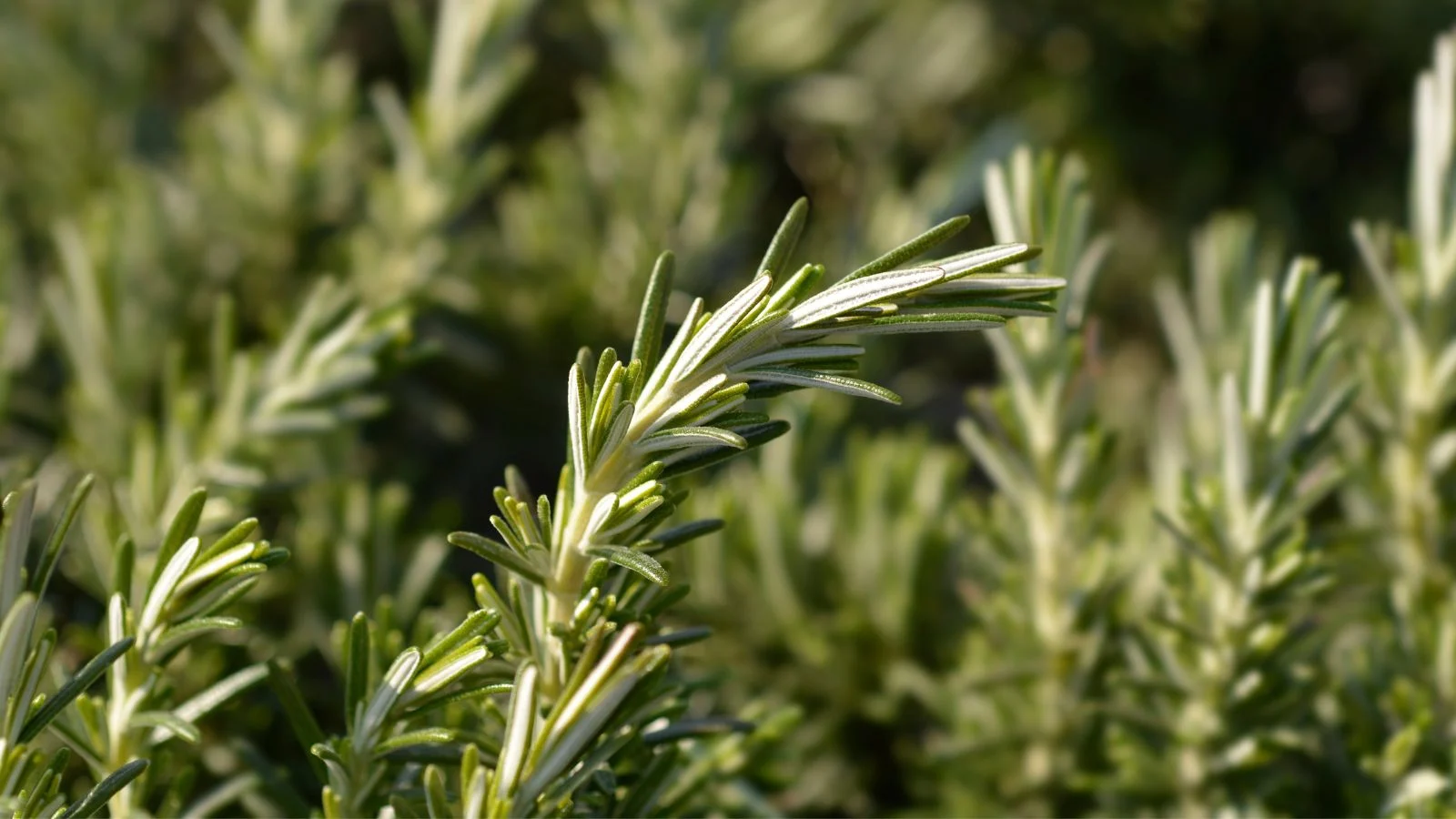 Гілки розмарину сланкого (Rosmarinus officinalis 'Prostratus') різних відтінків зеленого, з маленькими тонкими листям на кожному стеблі, вічнозелена ґрунтопокривна рослина
