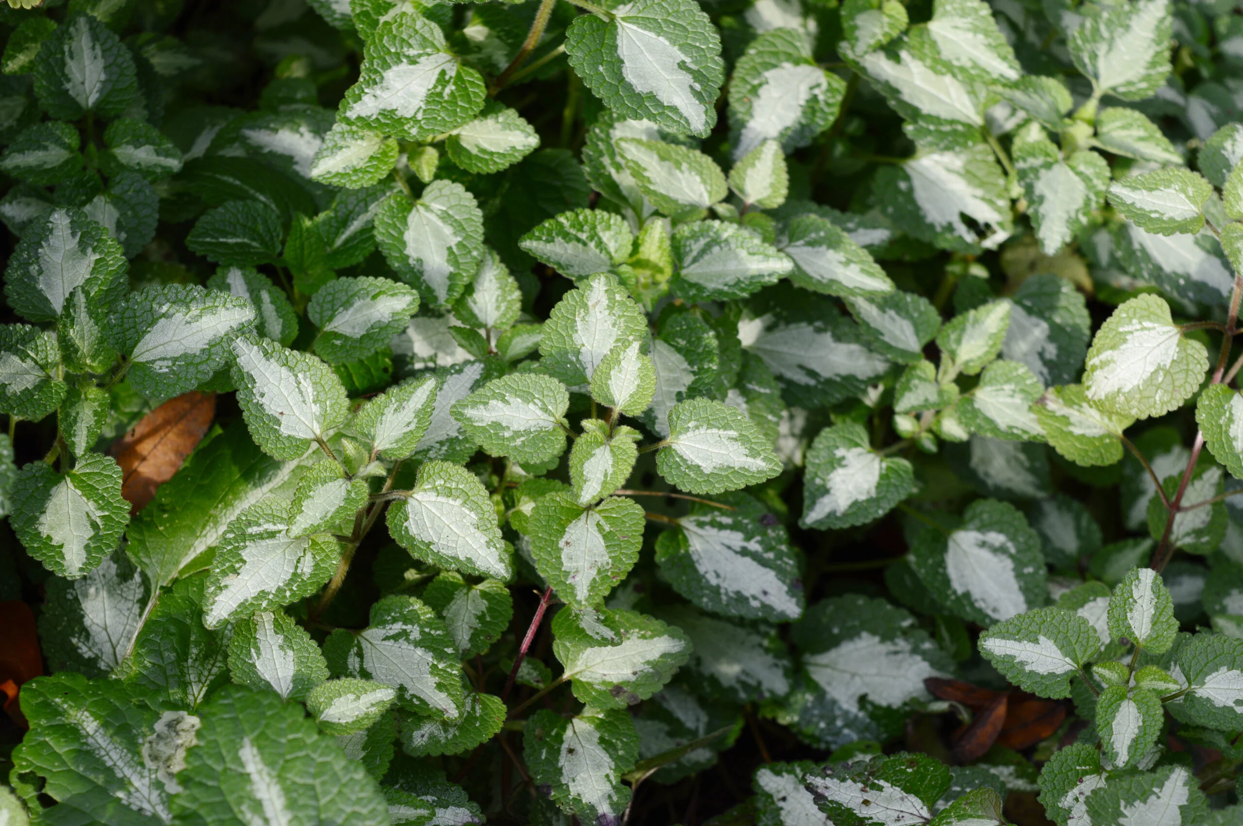 Густий і здоровий шар глухої кропиви плямистої (Lamium maculatum) з серцеподібним, зубчастим листям, що має сріблясто-білу відмітку в центрі кожного листка, вічнозелена ґрунтопокривна рослина