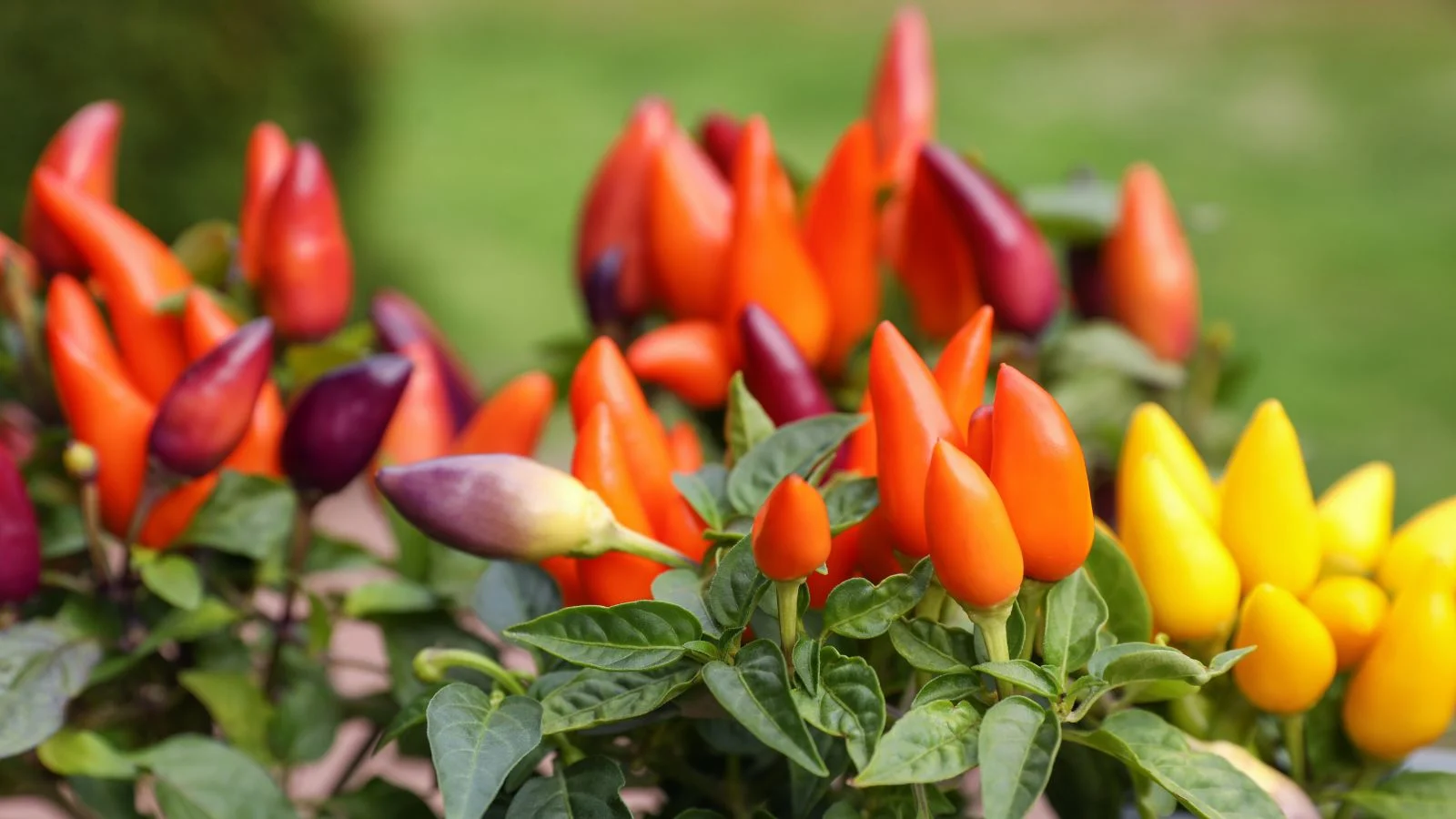 Маленькі кущі декоративного перцю Capsicum annuum з плодами різних кольорів: жовтими, червоними та темно-фіолетовими, оточені темно-зеленим листям