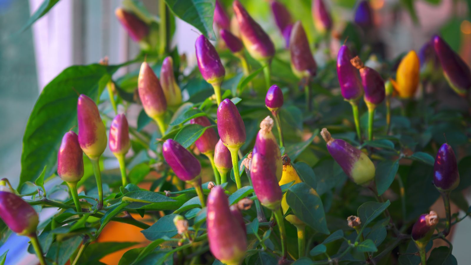 Маленькі кущі декоративного перцю Capsicum annuum, розміщені в приміщенні, з численними темно-фіолетовими та помаранчевими плодами, оточені темно-зеленим листям