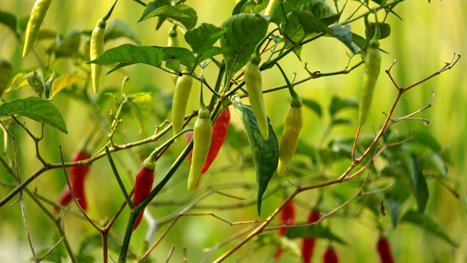 Дрібні плоди декоративного перцю Capsicum annuum яскраво-зеленого та темно-червоного кольору на міцних коричнево-зелених стеблах