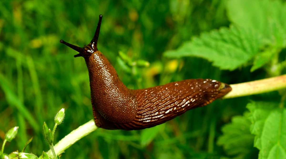 Іспанський слимак (Arion vulgaris) у саду, демонструючи відсутність зовнішньої мушлі.