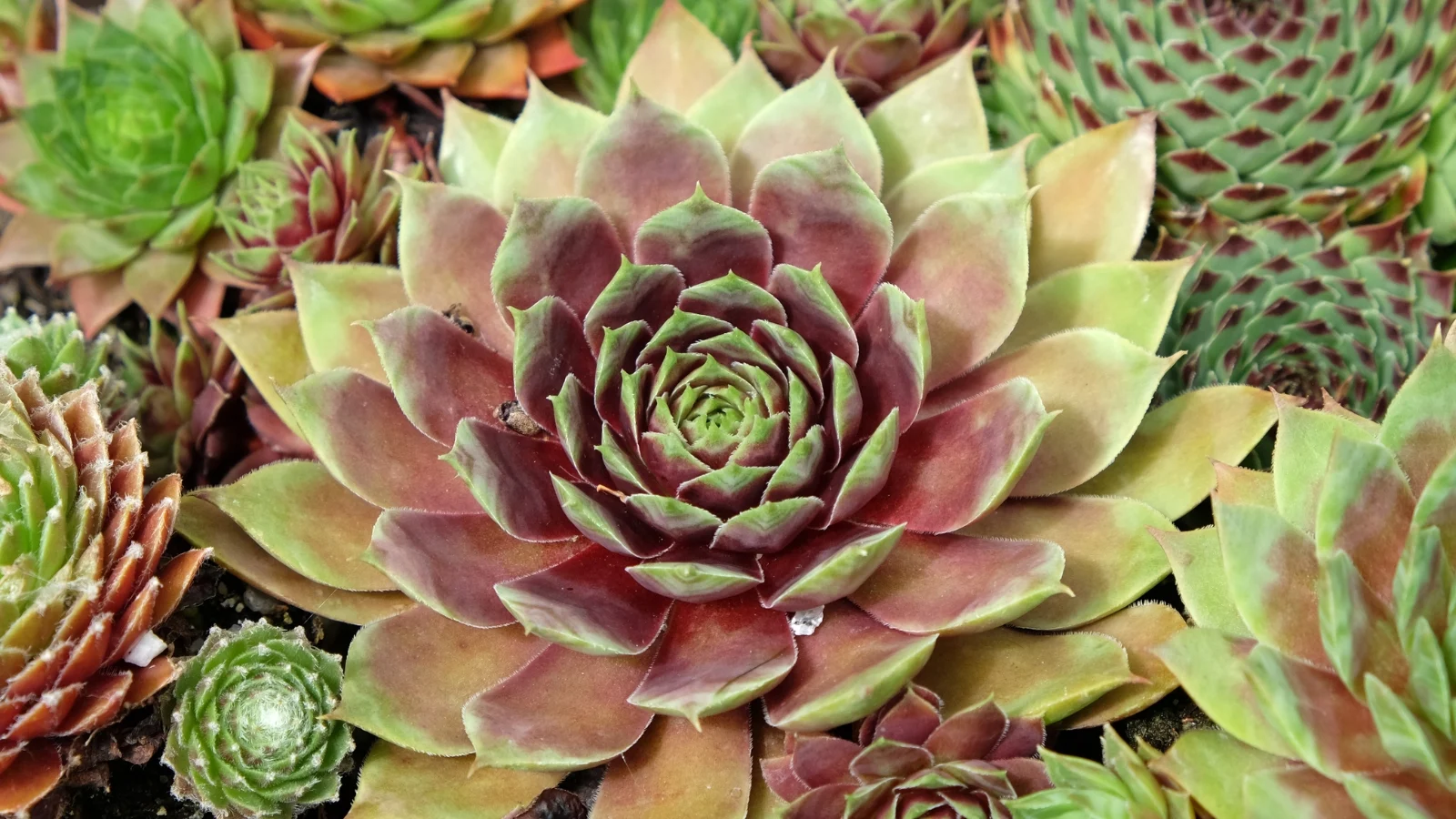 Крупний план рослини Sempervivum tectorum, що демонструє її структуру розетки з щільно упакованими листками. Це популярний ґрунтопокривний сукулент для кам'янистих садів.