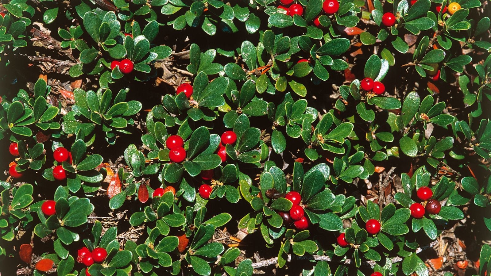 Процвітаюча мучниця звичайна (Arctostaphylos uva-ursi) з яскраво-зеленим листям і яскраво-червоними ягодами, що виглядає здоровою на темно-коричневому ґрунті, вічнозелена ґрунтопокривна рослина