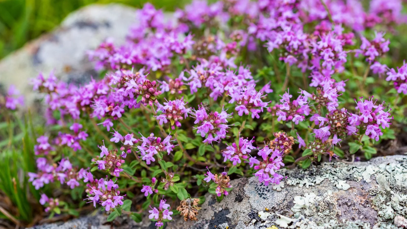 Ділянка, покрита чебрецем повзучим (Thymus serpyllum) з яскраво-зеленим листям, що цвіте яскраво-фіолетовими квітами біля сірої кам'яної поверхні, вічнозелена ґрунтопокривна рослина