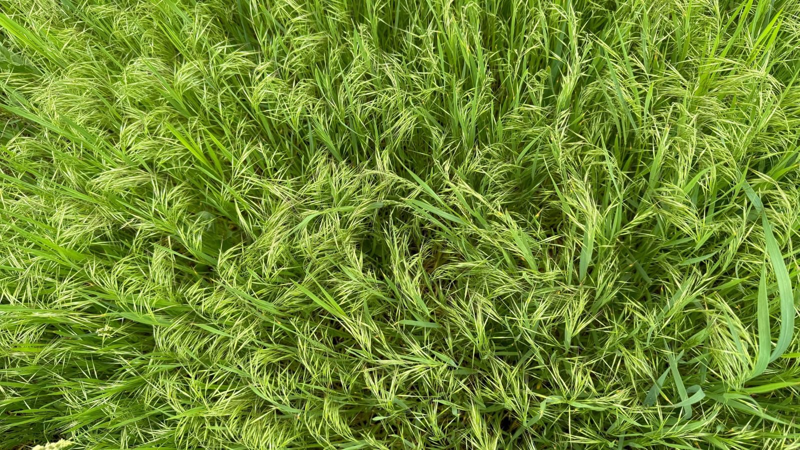 Вид зверху на зелений овес (Avena sativa), що коливається на вітрі, яскраво-зелений, з тонкими стеблами та здоровим листям. Вирощування вівса для здорового ґрунту.