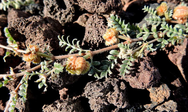 Tribulus terrestris