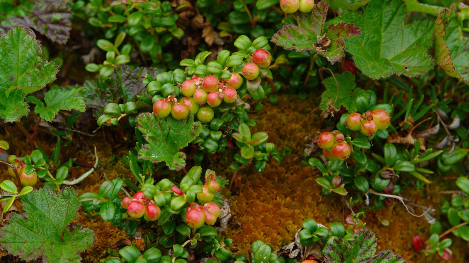 Невелика брусниця карликова (Vaccinium vitis-idaea minus) з численними зеленими ягодами з легким червоним відтінком, що дозрівають на вологому ґрунті, вічнозелена ґрунтопокривна рослина