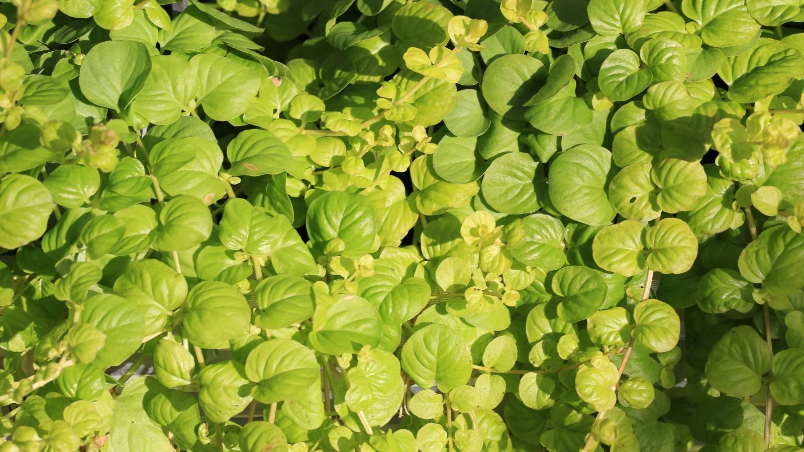 Яскраве вербозілля монетчасте (Lysimachia nummularia) різних відтінків зеленого, що отримує значне сонячне світло, вічнозелена ґрунтопокривна рослина