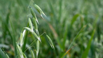 Молодий зелений овес (Avena sativa) з тонкими стеблами на полі. Вирощування вівса.