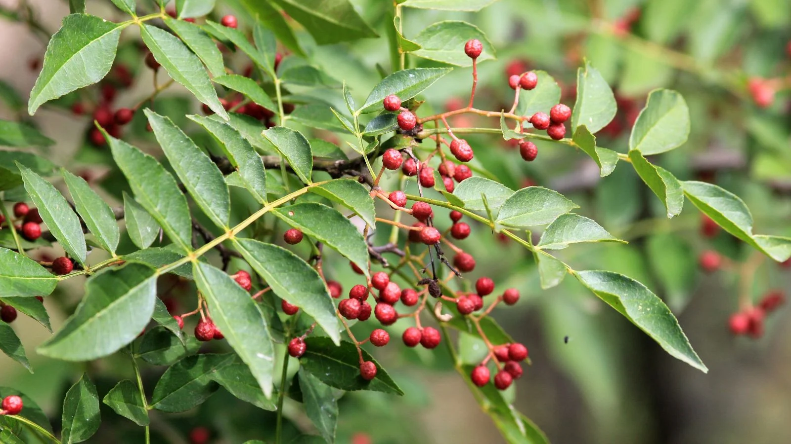 Крупний план гілки Zanthoxylum piperitum з незліченною кількістю червоних ягід, оточених чудовим зеленим листям. Сичуанський перець.