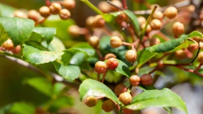 Крупний план Zanthoxylum spp. з червонуватими круглими плодами на кінцях гілок, оточеними зеленим листям. Сичуанський перець.