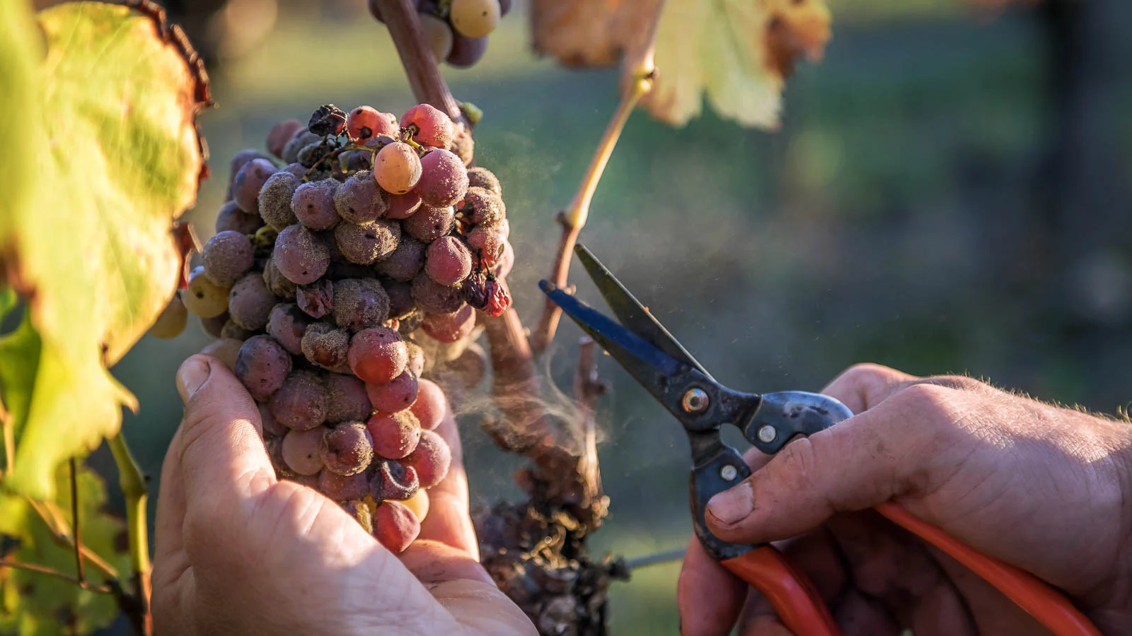 Садівник обрізає грона винограду, уражені сірою гниллю (Botrytis cinerea).