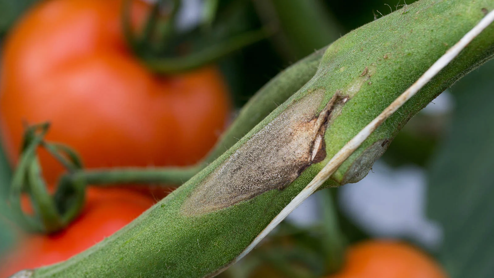Ранні ознаки сірої гнилі (Botrytis cinerea) на зеленому стеблі томата.