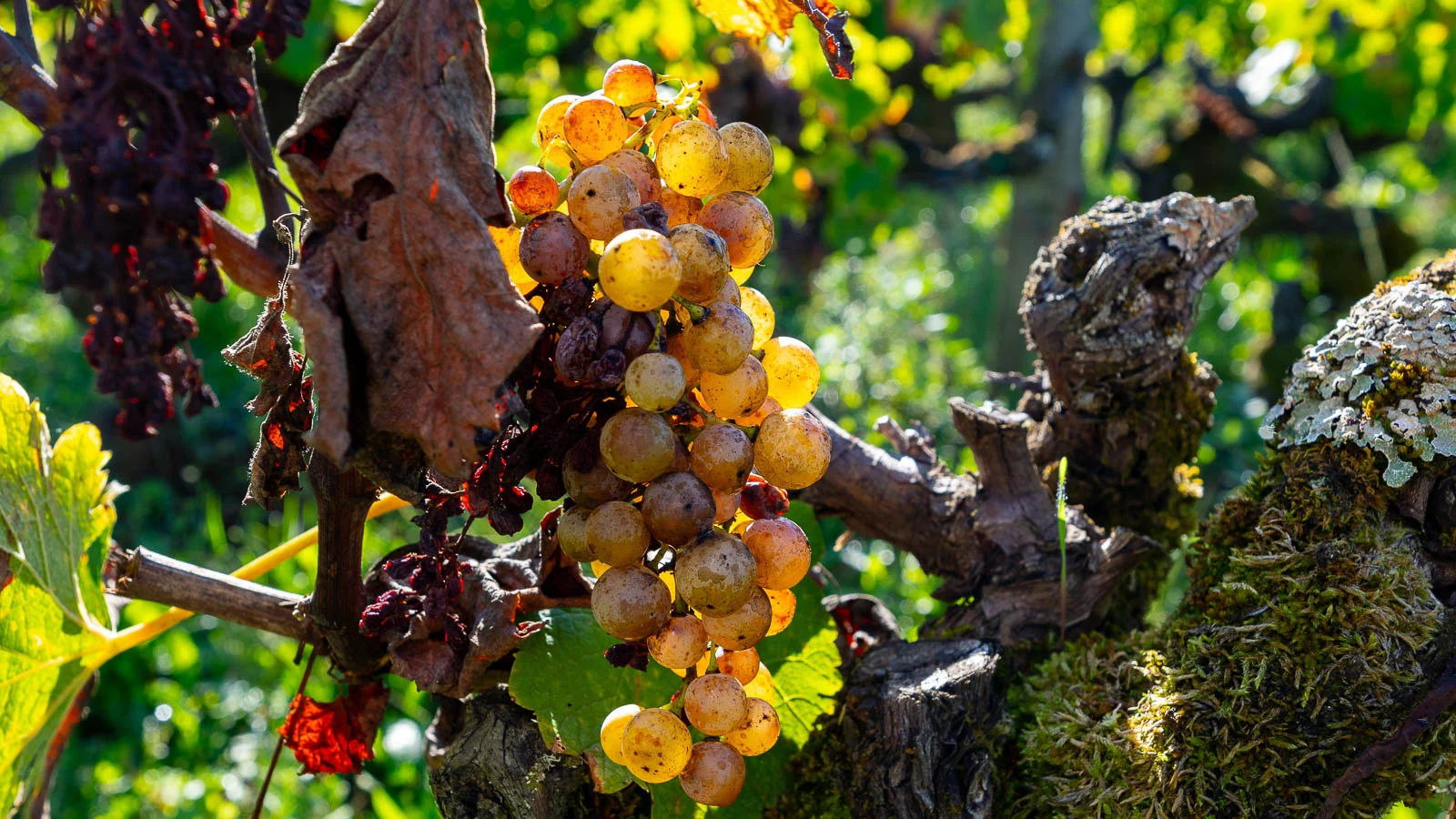 Плодоносна виноградна лоза, уражена сірою гниллю (Botrytis cinerea).