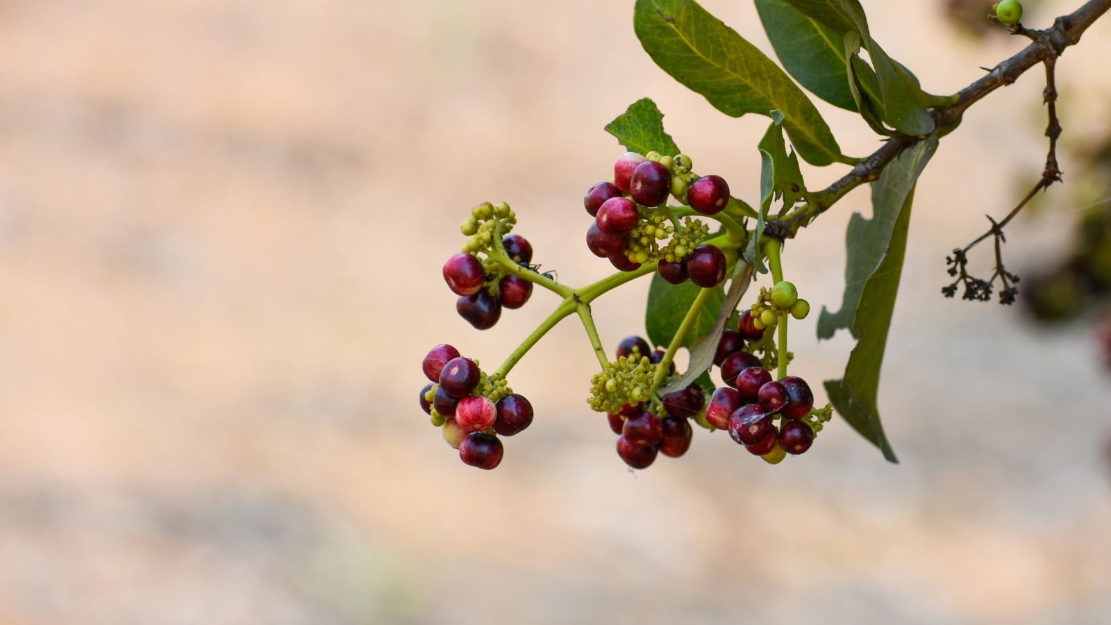 Гілка духмяного перцю (Pimenta dioica) з гронами червоних ягід, оточених зеленим листям під теплим сонячним світлом. Alt: Вирощування духмяного перцю.