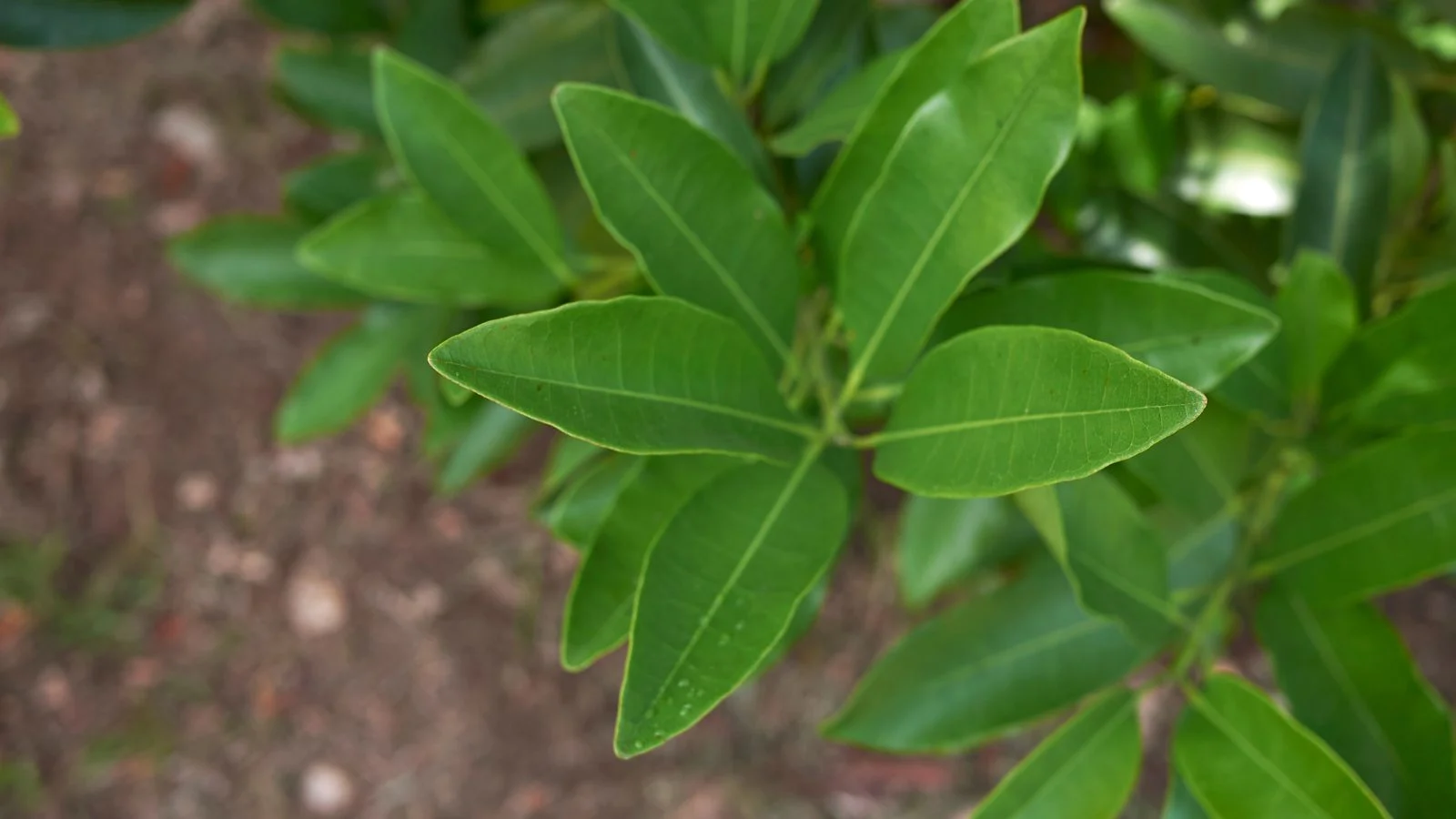 Низькоросла гілка духмяного перцю (Pimenta dioica), знята зверху, з яскраво-зеленим листям та дерев'янистими гілками. Alt: Вирощування духмяного перцю.