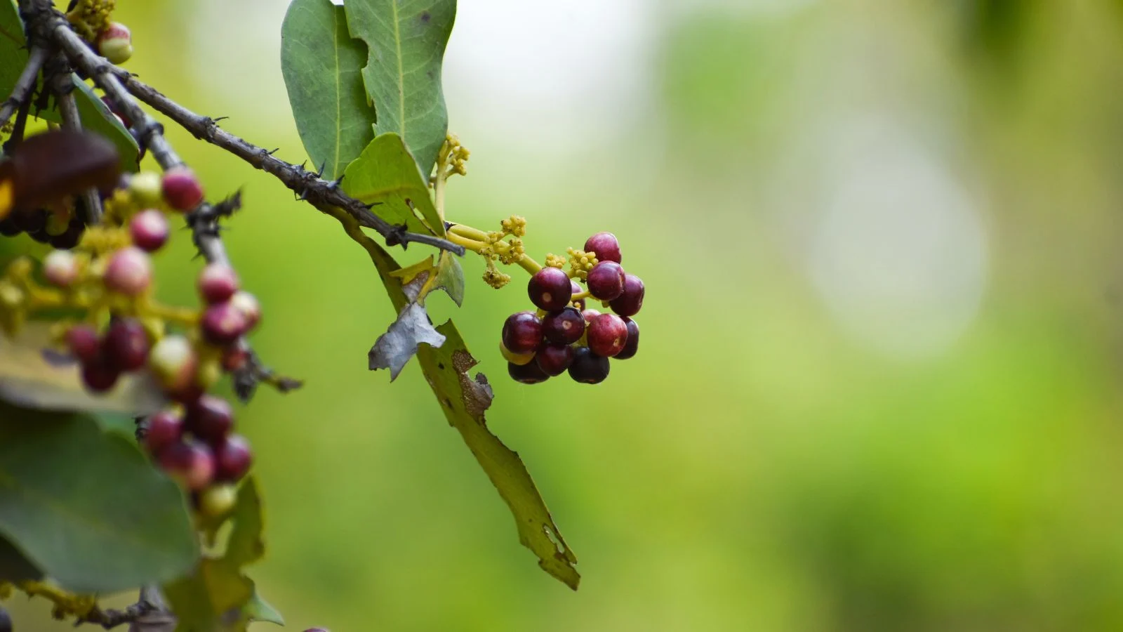 Коротка звисаюча гілка дерева духмяного перцю (Pimenta dioica) з червоними ягодами на кінцях. Alt: Вирощування духмяного перцю.