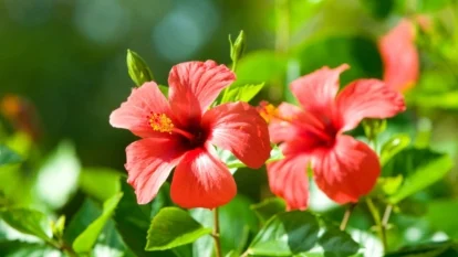 Яскраво-червоні квіти гавайського гібіскуса, що виглядають майже помаранчевими під сонцем, з восковим темно-зеленим листям у сонячному саду.
