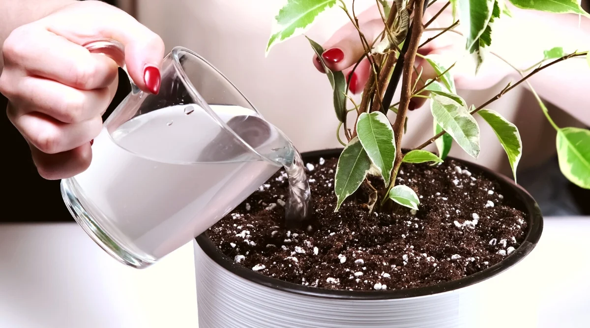 Крупний план жіночих рук з червоними нігтями, які поливають Ficus benjamina 'Variegata' зі скляної чашки. Ficus benjamina 'Variegata' характеризується пишним, глянцевим зеленим листям з характерною кремово-білою строкатістю по краях. Це листя тонке і ланцетоподібне. Ficus benjamina стоїть у красивому білому декоративному горщику зі свіжим ґрунтом. Правильний полив запобігає кореневій гнилі.