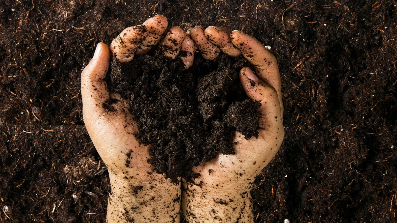 Крилатий біб: родючий ґрунт в руках садівника