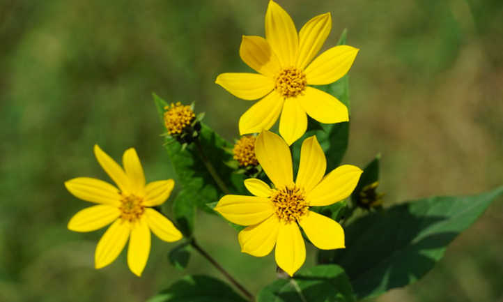 Топінамбур Helianthus tuberosus