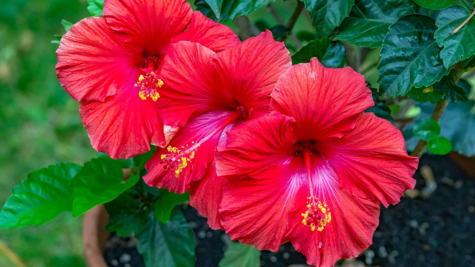Три яскраво-червоні квітки гавайського гібіскуса Red Kauai з червоними тичинками, що мають пухнасті жовті крапки, ростуть у контейнері.