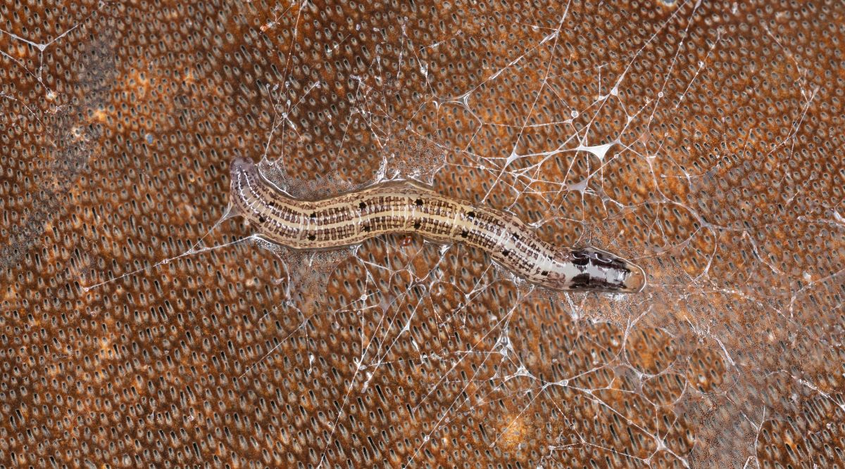 Макрознімок личинки грибного комарика, ймовірно, з родини Keroplatidae. Личинка переважно світло-коричнева, з темнішими коричневими смугами на спині. Її голова чорна. Тіло личинки вкрите слизом, нитки якого розтягнуті по всій ділянці. Ймовірно, комарик сфотографований на поверхні листка, про що свідчать пори на коричневій поверхні.