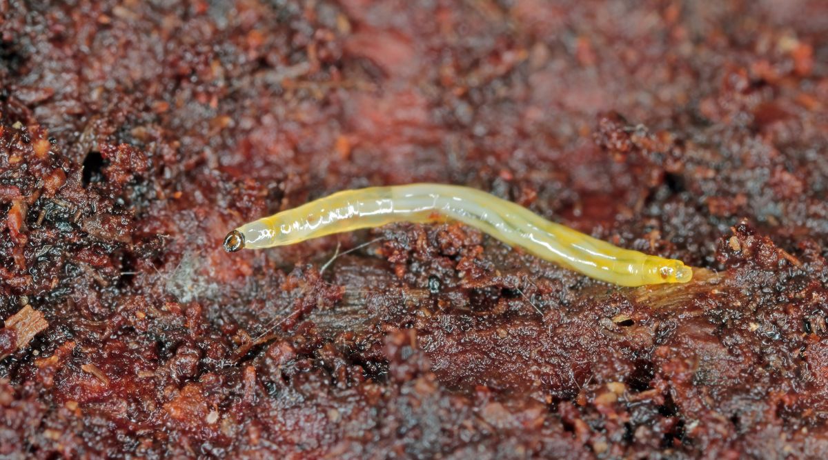 Знімок крупним планом личинки грибного комарика, ймовірно, з родини Sciaridae. Личинка знаходиться на поверхні ґрунту, який є багатим і червоно-глинистим з вкрапленнями темно-чорного гумусу. Сама личинка білувато-жовта з чорною головою.