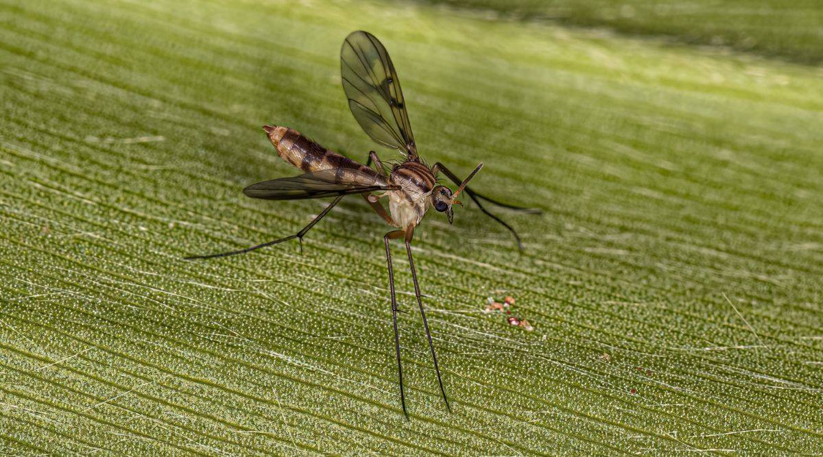 Макрознімок грибного комарика Mycetophilidae на травинці. Тіло мухи світло-коричневе знизу, крила чорні, а спинна частина має чорні смуги та плями на темнішому коричневому фоні.