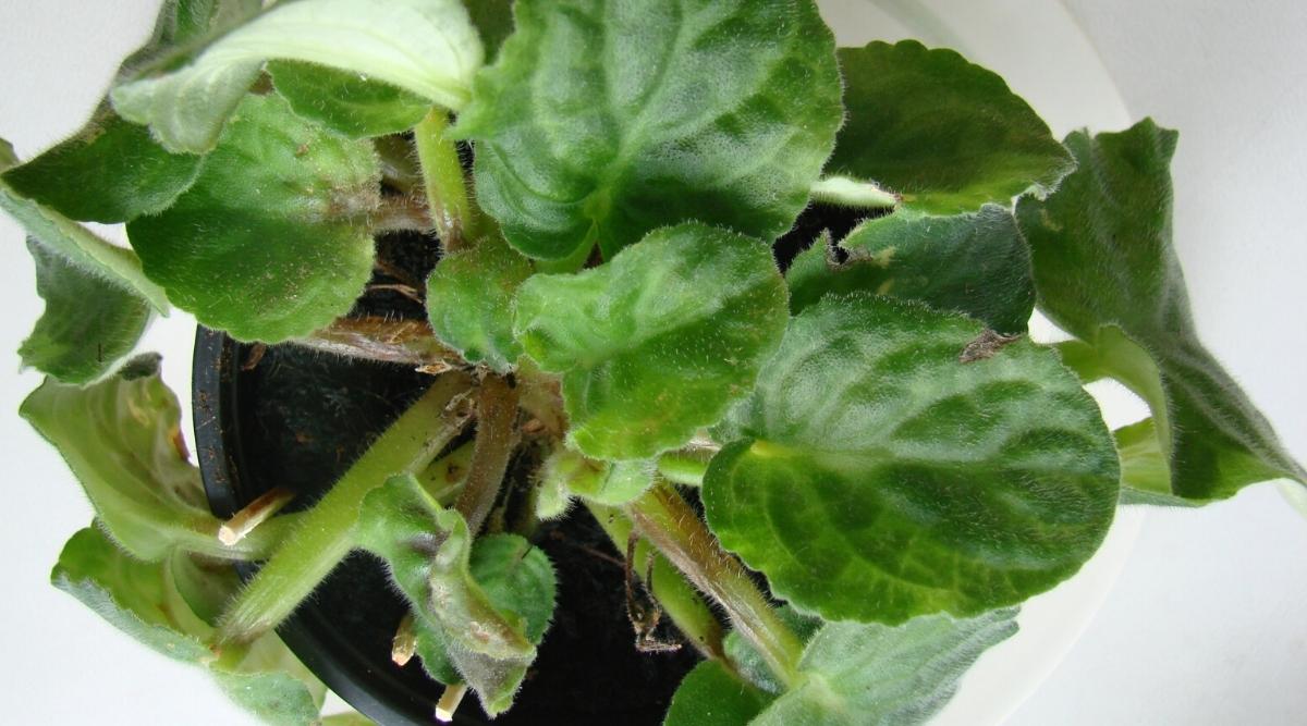 Фіалка, уражена гниллю черешків