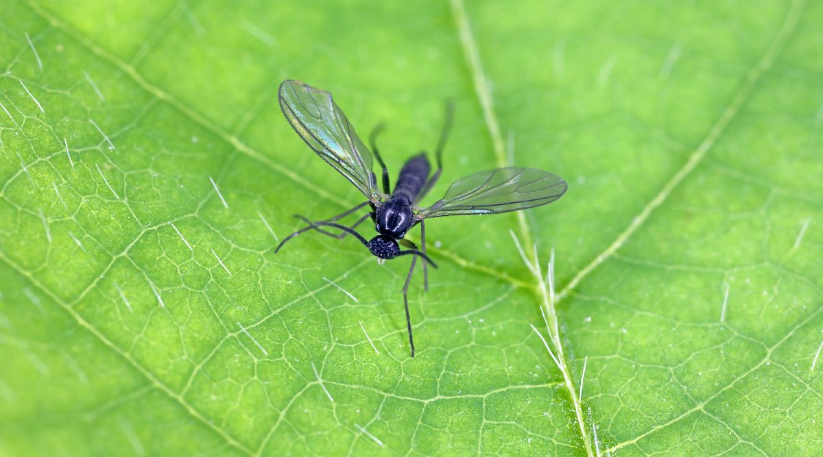 Знімок крупним планом зверху грибного комарика Sciaridae на світло-зеленій поверхні листка. Крила мухи розкриті, ніби вона щойно літала. Тіло цієї мухи повністю чорне і блискуче. Крила сірі та прозорі. Муха дивиться в напрямку камери.