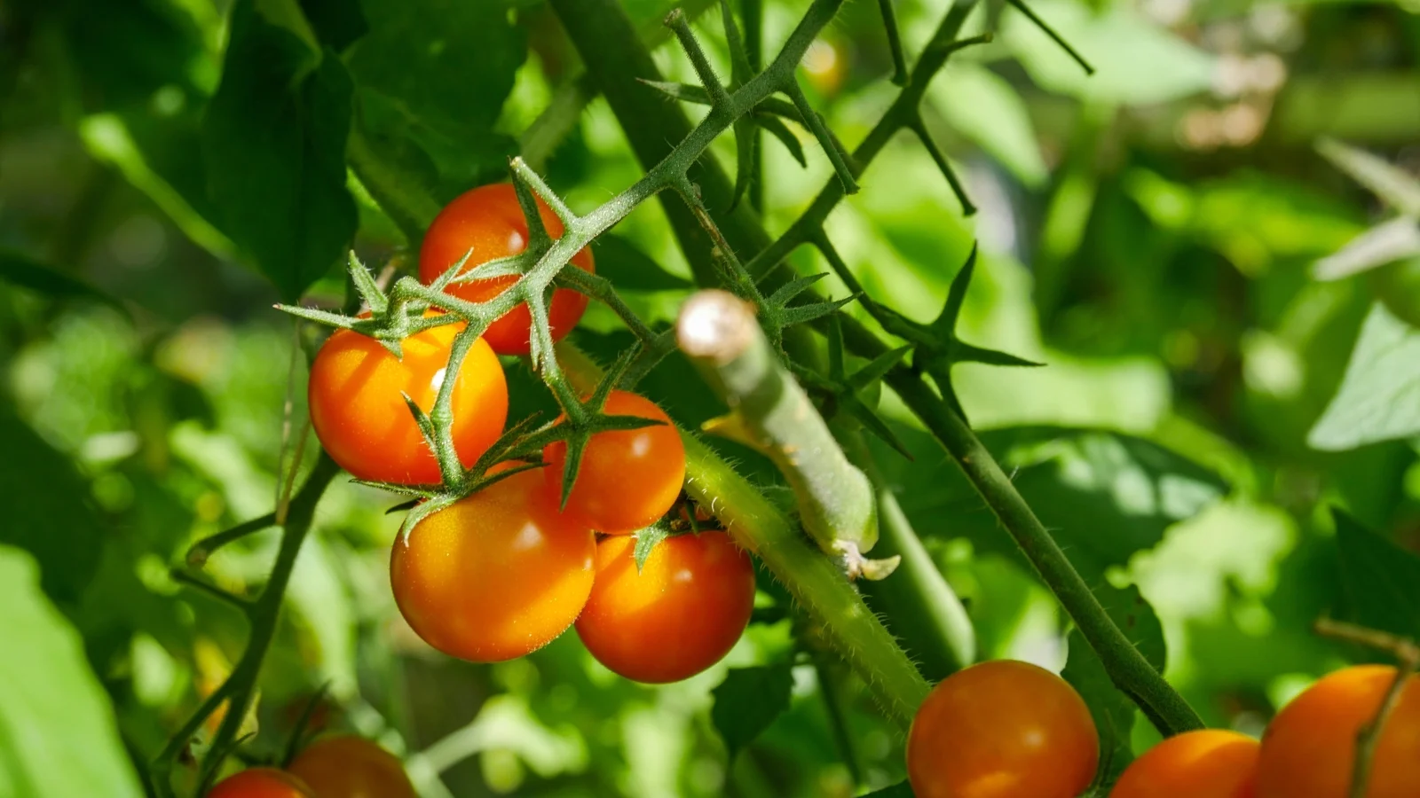 Сорт томатів Sungold, стійкий до хвороб
