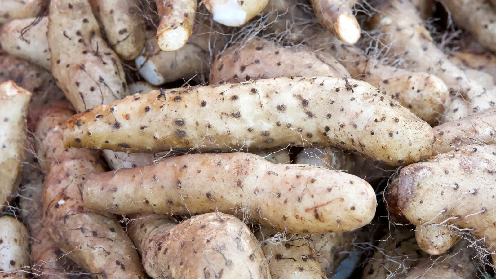 Купа зібраних бульб діоскореї японської з невеликими вусиками засохлих коренів, чисті, зі світло-коричневою шкіркою