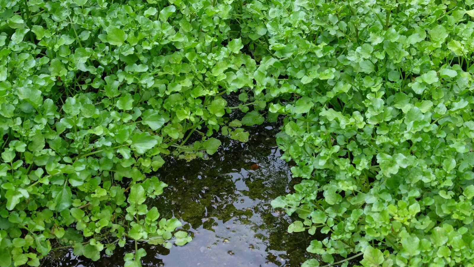 Водяний крес, що росте біля води на сонячній ділянці.