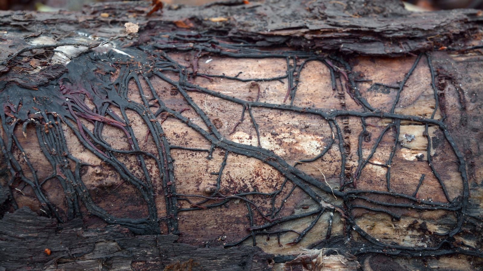 Коріння сосни піньйон, уражені кореневою гниллю Armillaria