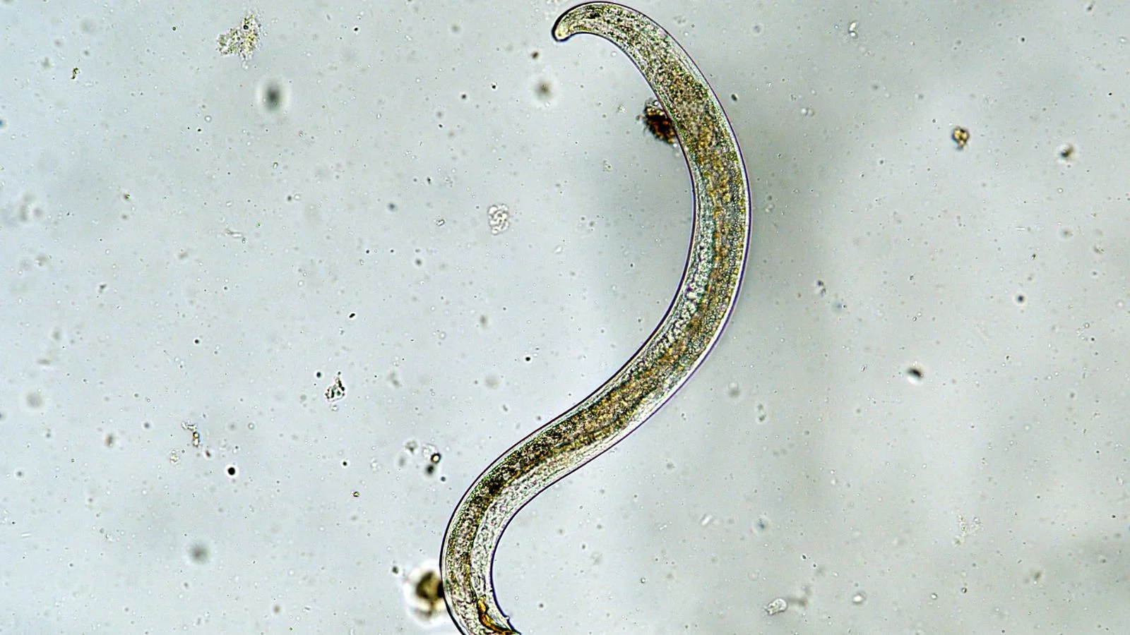 Мікроскопічний вигляд нематоди Heterorhabditis Bacteriophora, що бореться з личинками хрущів