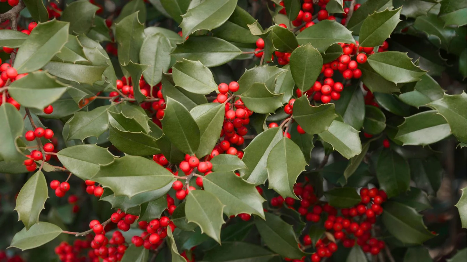 Листя та ягоди падуба американського (Ilex opaca)