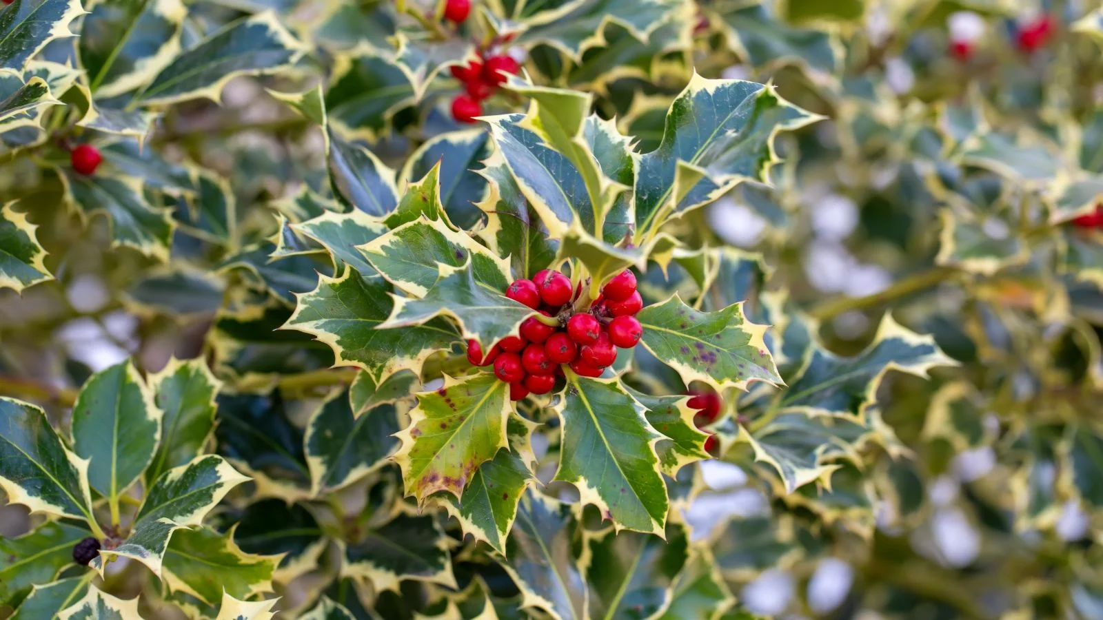 Листя та ягоди падуба гостролистого (Ilex aquifolium)
